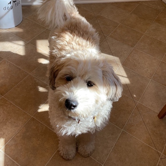 Meet your Posher, Nicole - Picture 1 of 1